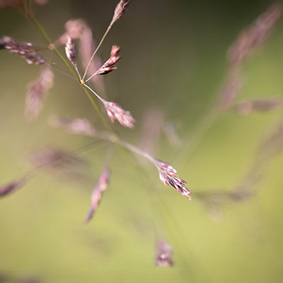 Greasy grass